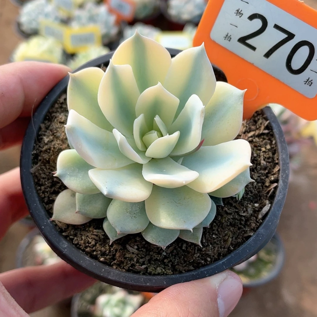 【闪购商品】270号