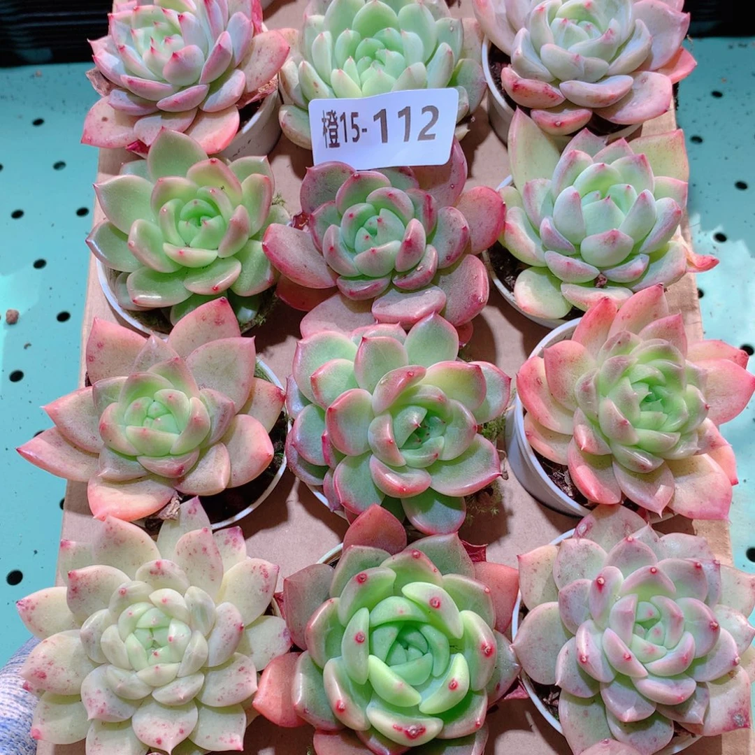 15-112一物一拍多肉带盆18 颗