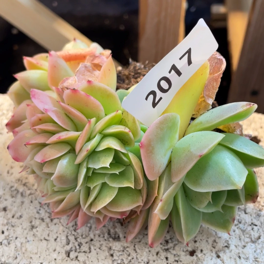 2017星娜塔缀多肉植物