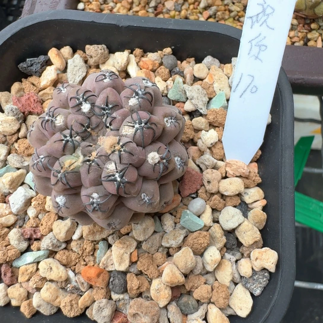 祝****花花花花花花花花