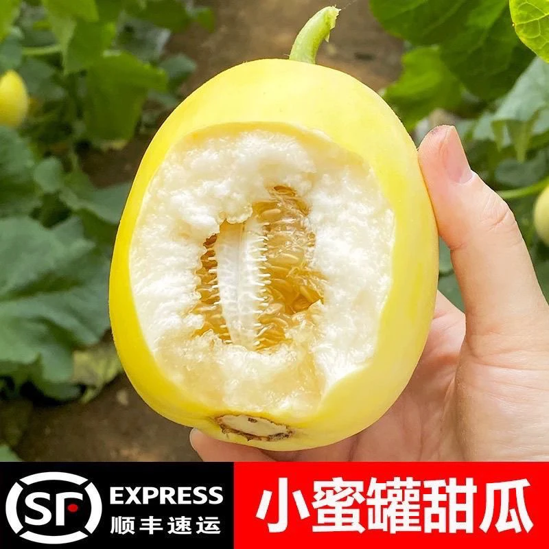 【顺丰快递】山东正宗小蜜罐甜瓜4.5斤新鲜采摘香甜多汁蜜甜可口