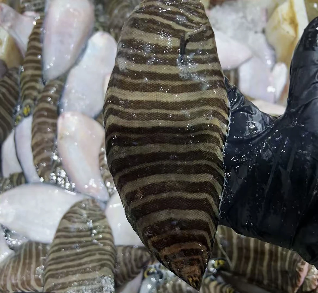 《二档专属》谢记海产品海捕虎舌