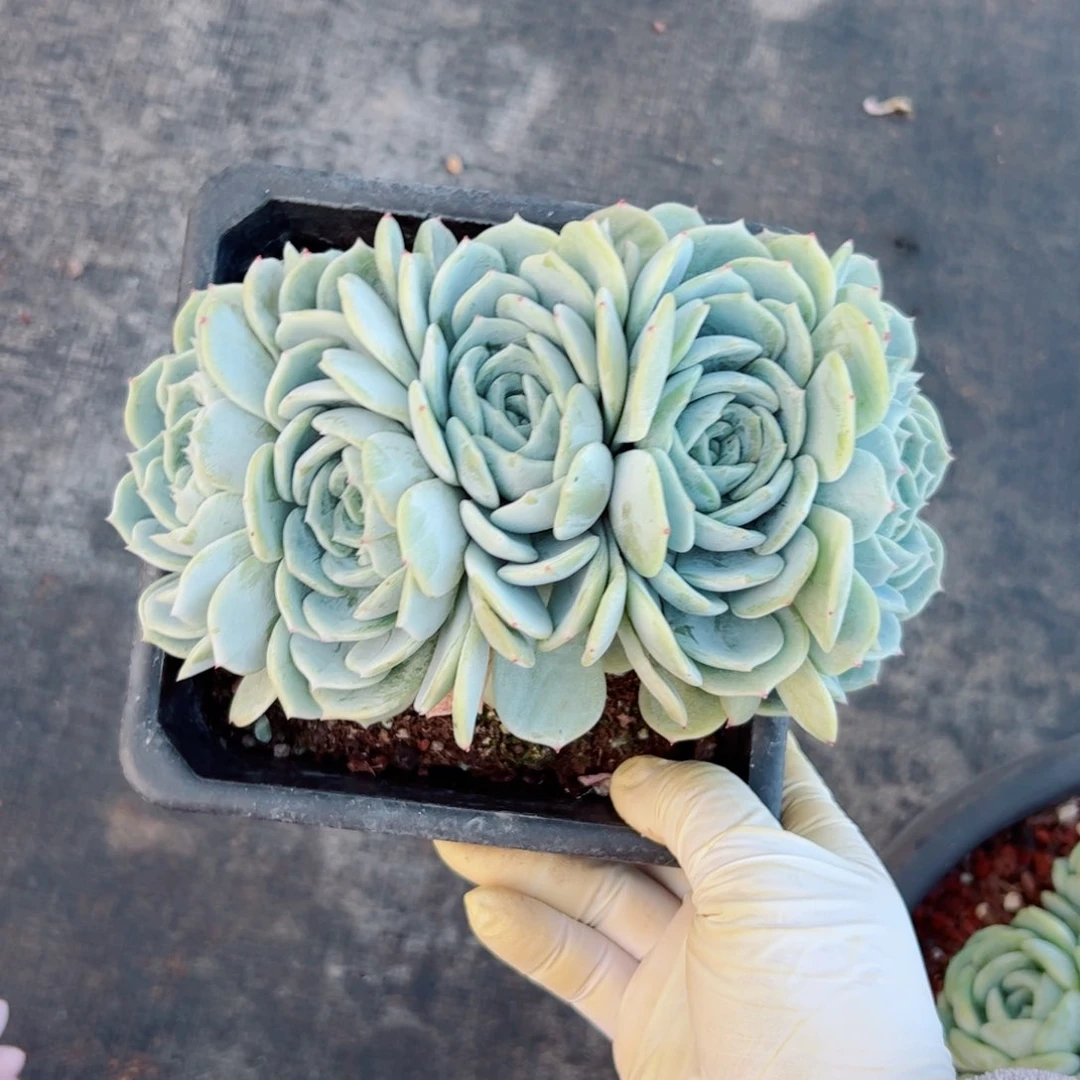 爱****）劳林朵朵多肉植物