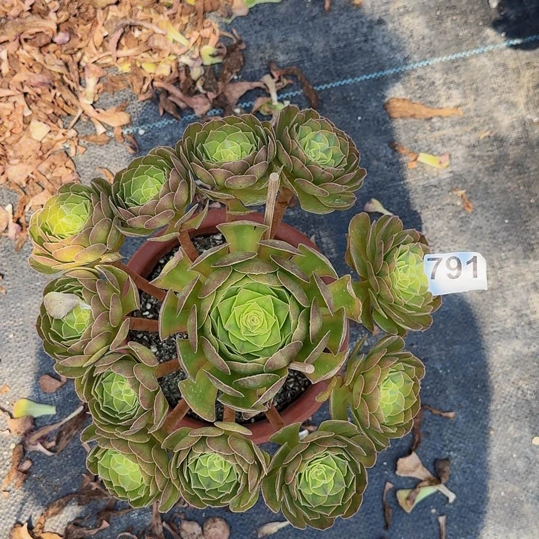 791雨河半木质桩多肉
