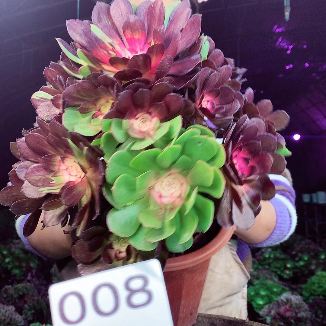 柒柒精品多肉脱土发货不包断侧枝008