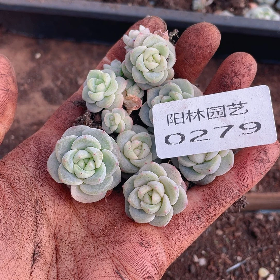 多肉植物多肉植物279