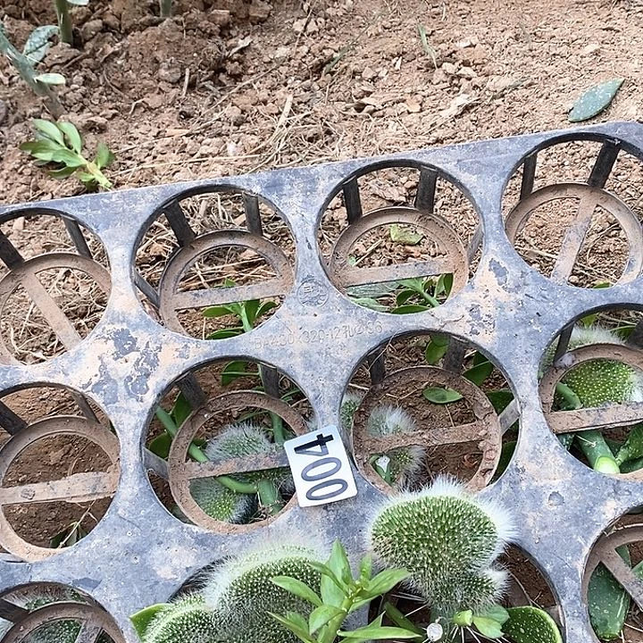 用***9大青叶嫁接猴尾巴缀化无根004