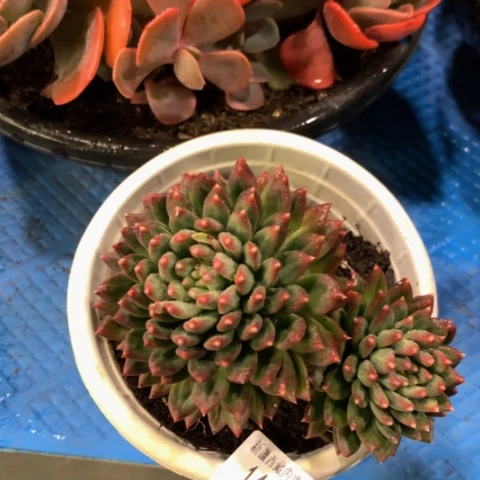 静*甲骨文14113多肉