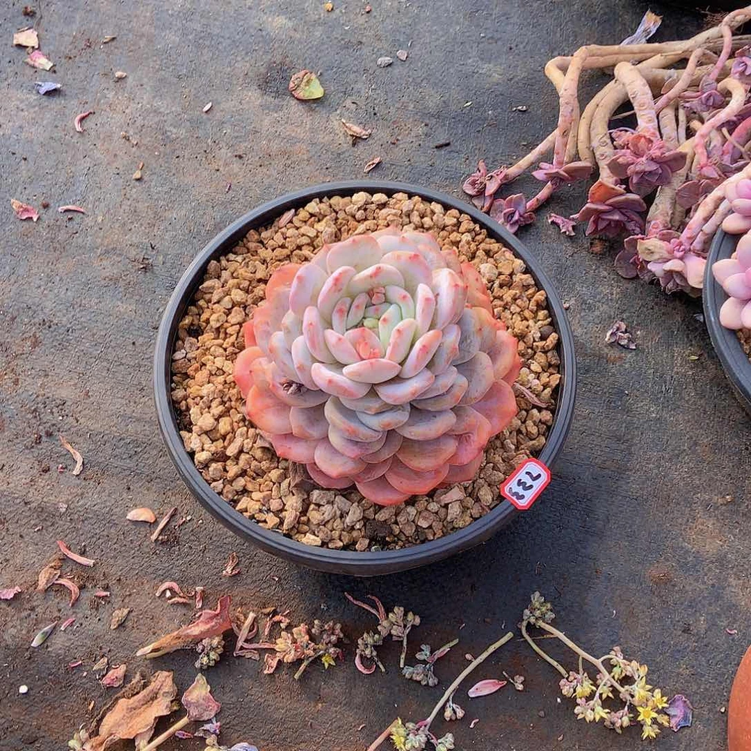 一物一拍多肉733橙子