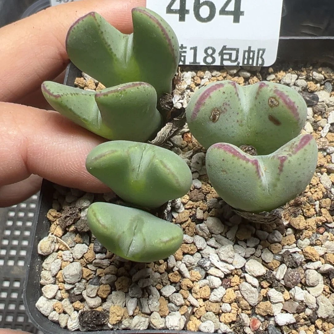 【闪购商品】464……