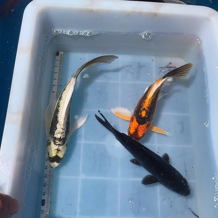 蝴蝶鲤鱼渔场直发126