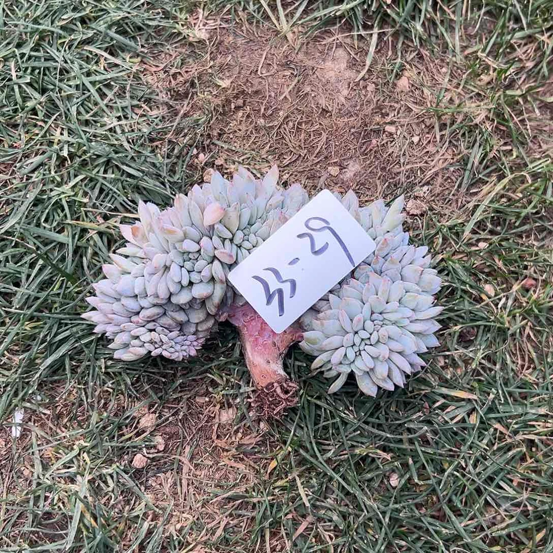 啵***33-29橙子缀多肉有切