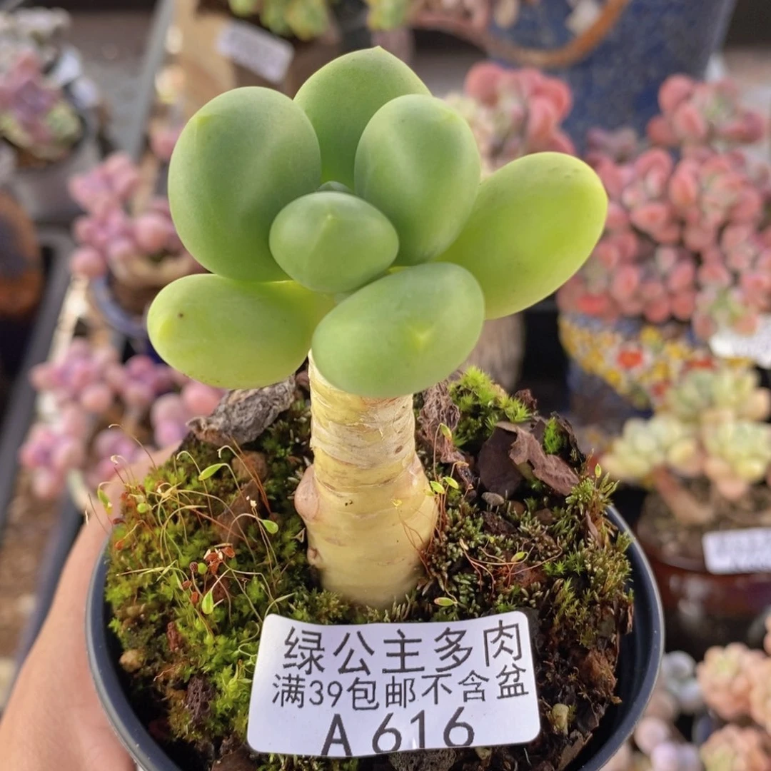 芒果奶金蝉老桩单头616多肉植物