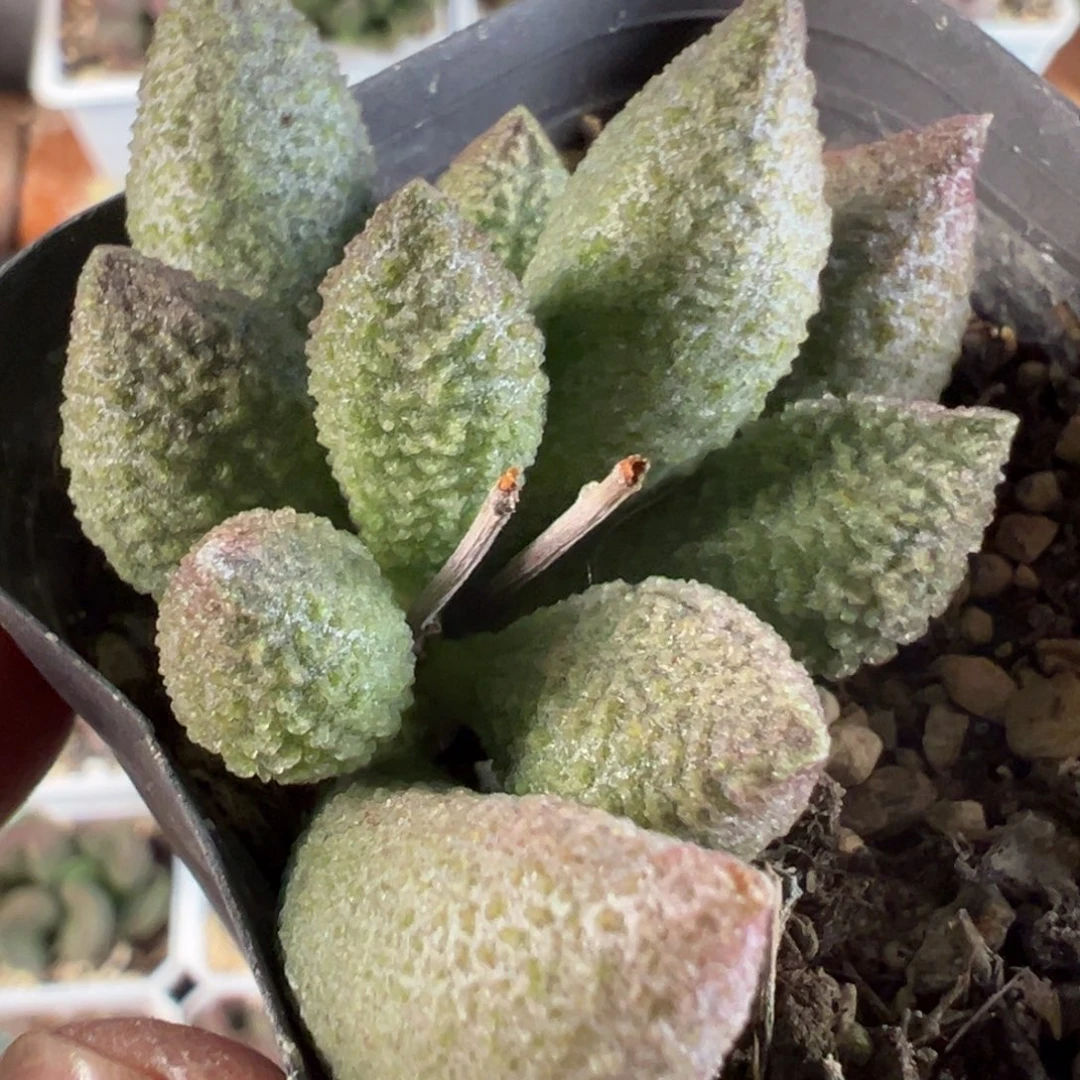 实生新品多肉植物水泡