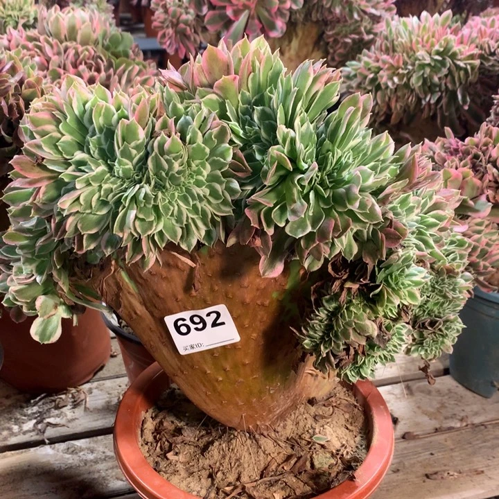 春***醒692白凤缀多肉法师