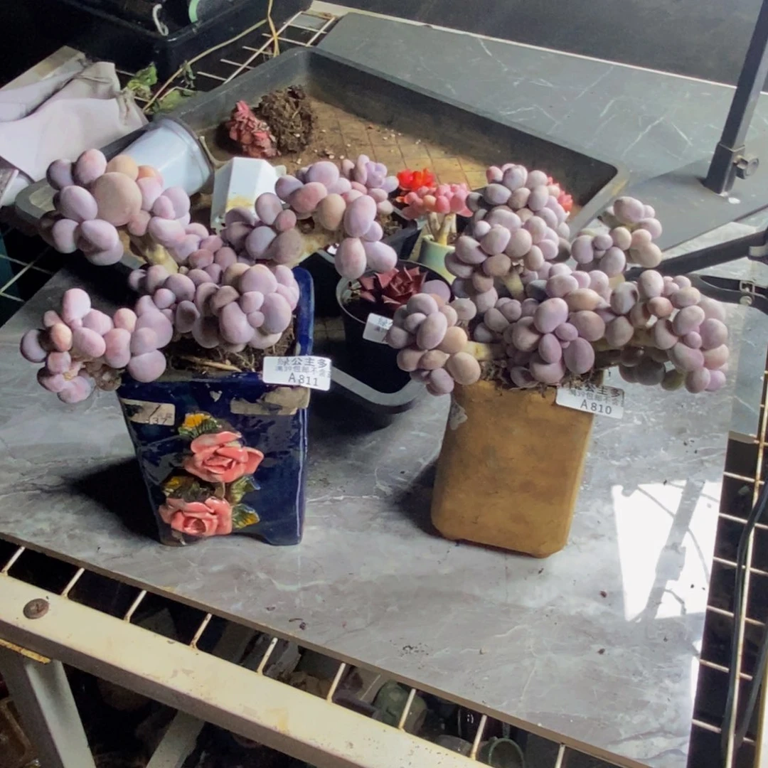 宇*810。811芭比奶多肉两颗