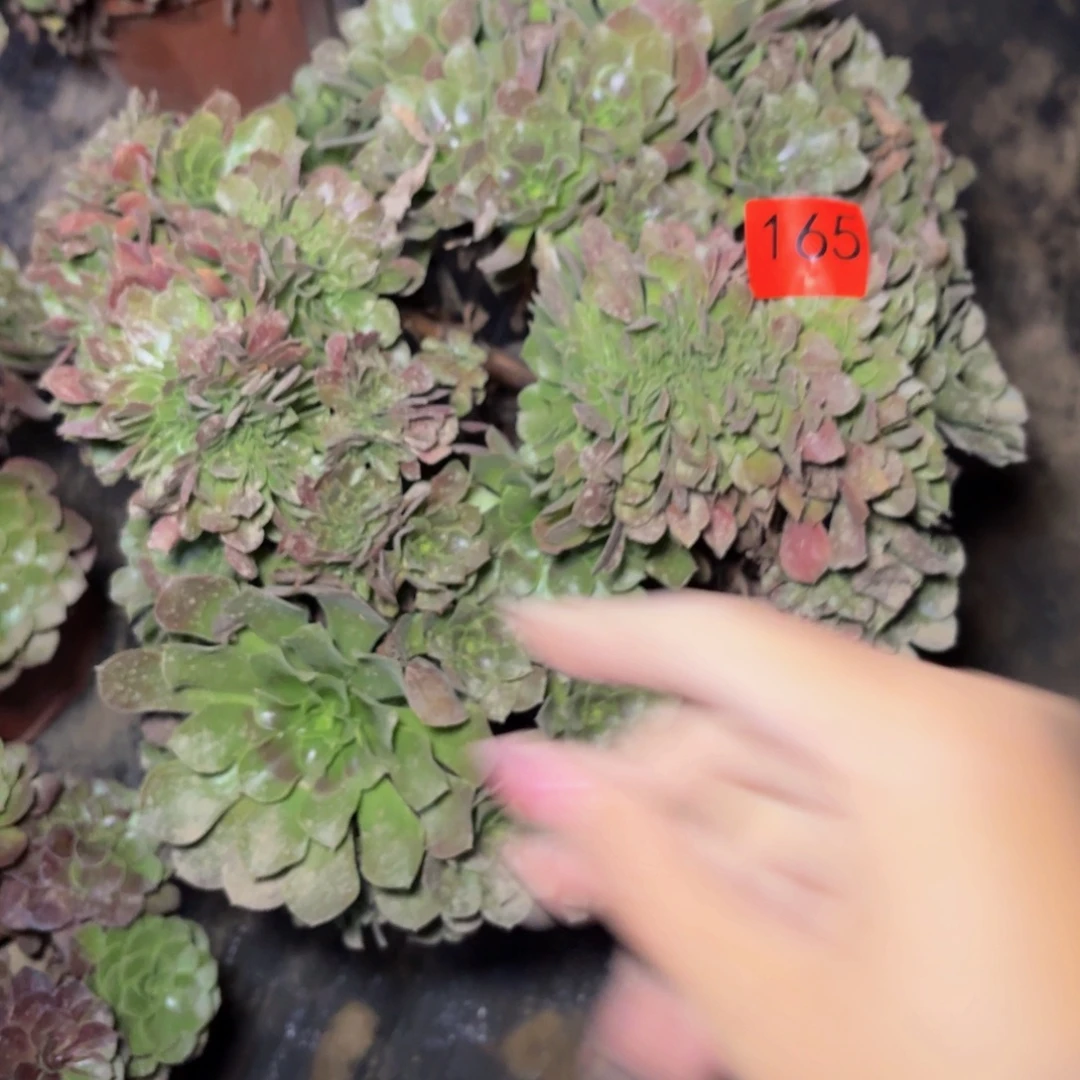 165号多肉植物捧花的
