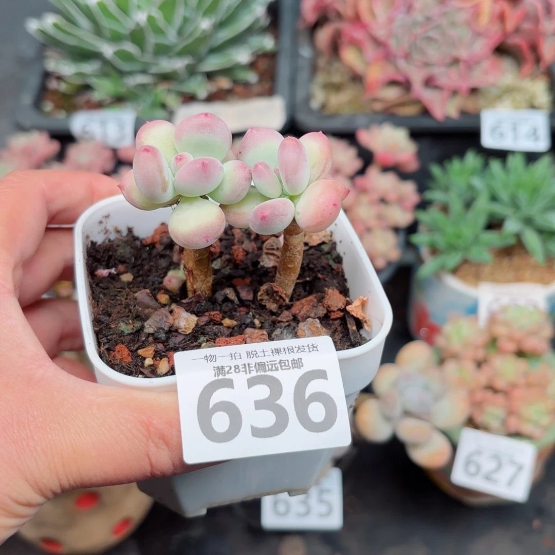 苹果奶老桩无盆土发货