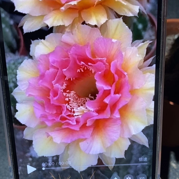 香香42号侧芽3公分左右