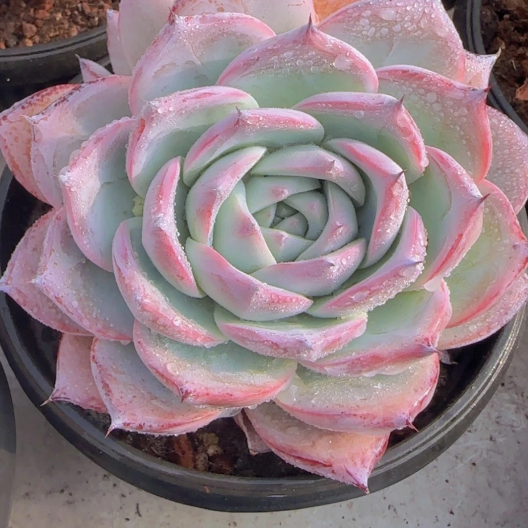 【闪购商品】黑卡，