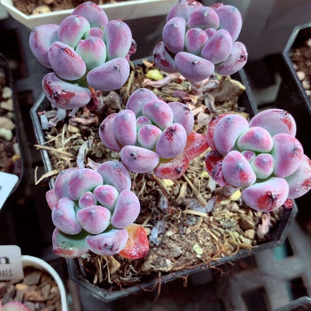 5厘米盆精控多肉汤姆漫画量拍