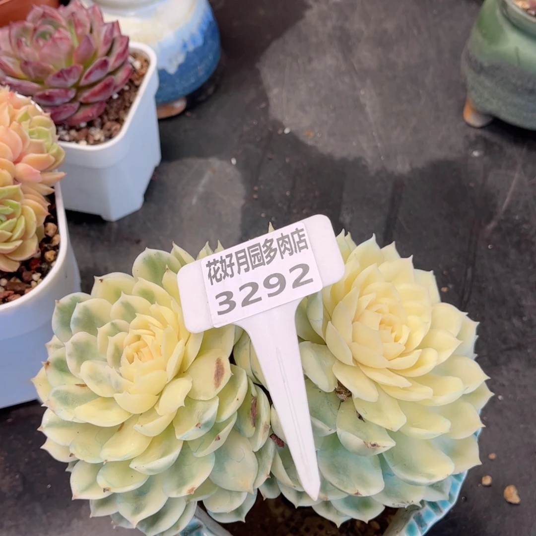 按***唐多肉植物3292……………