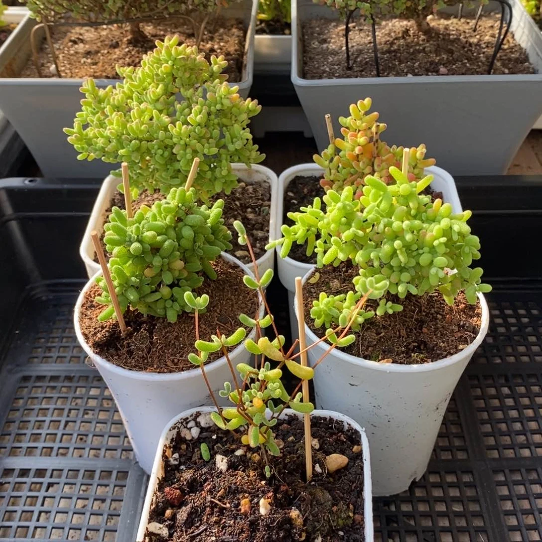 枝干番杏多肉植物750