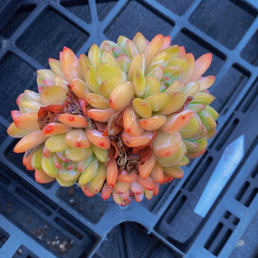 全明星六头群一个