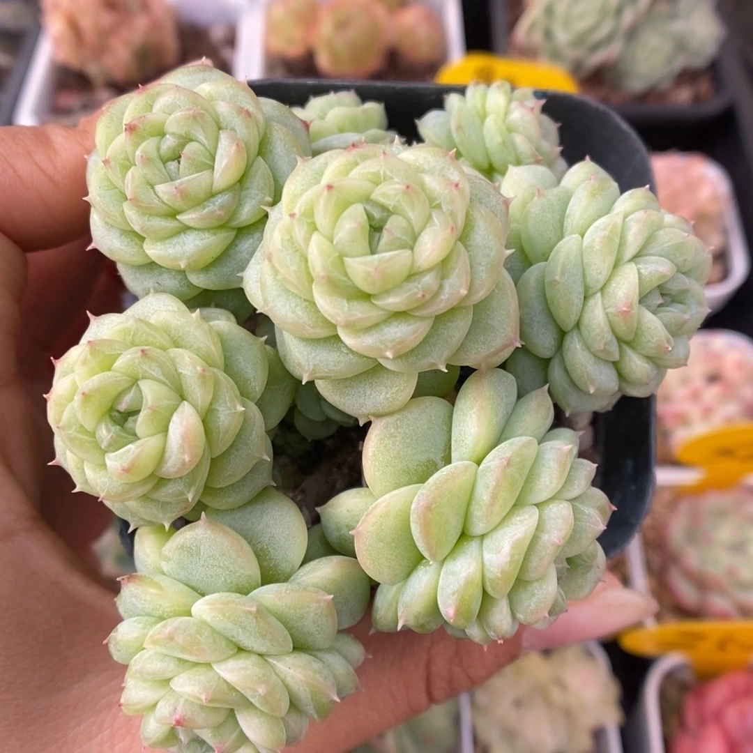 编号白底麦秆5326号