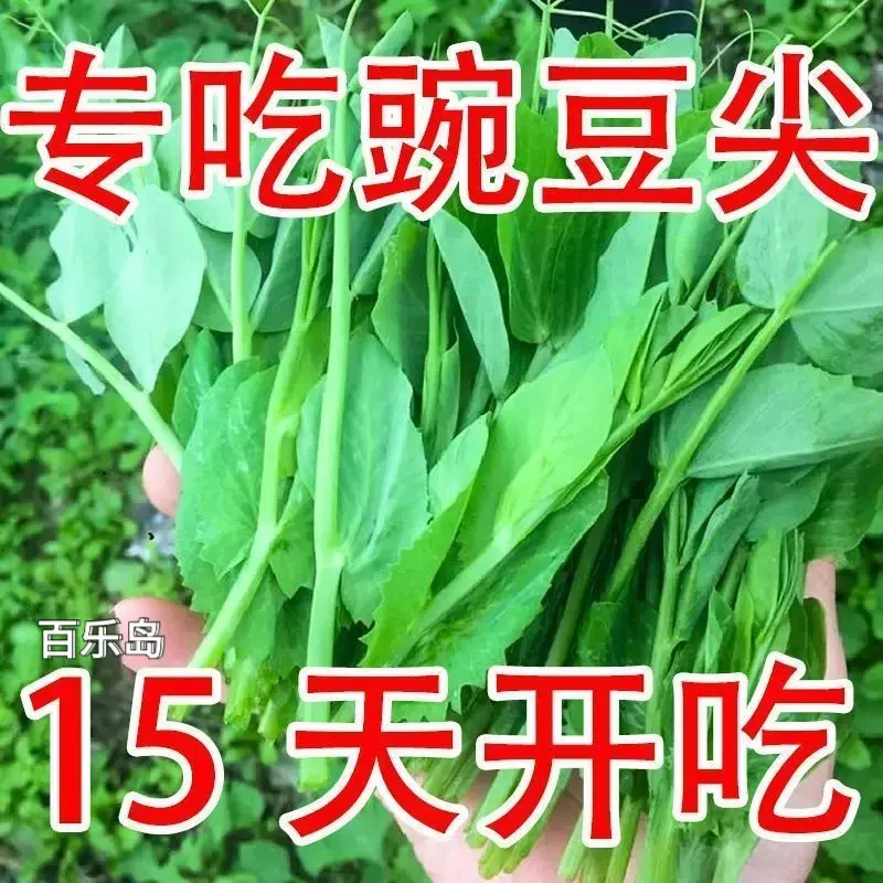 【直播特惠】百乐岛大叶无须豌豆苗种子豌豆尖四季阳台盆栽蔬菜种子