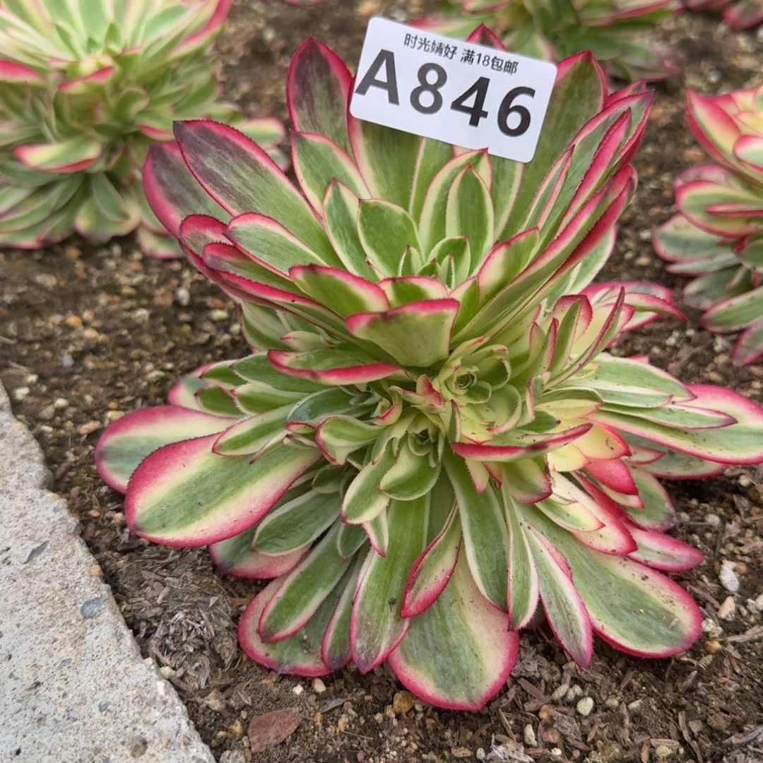 846荔枝。多肉植物