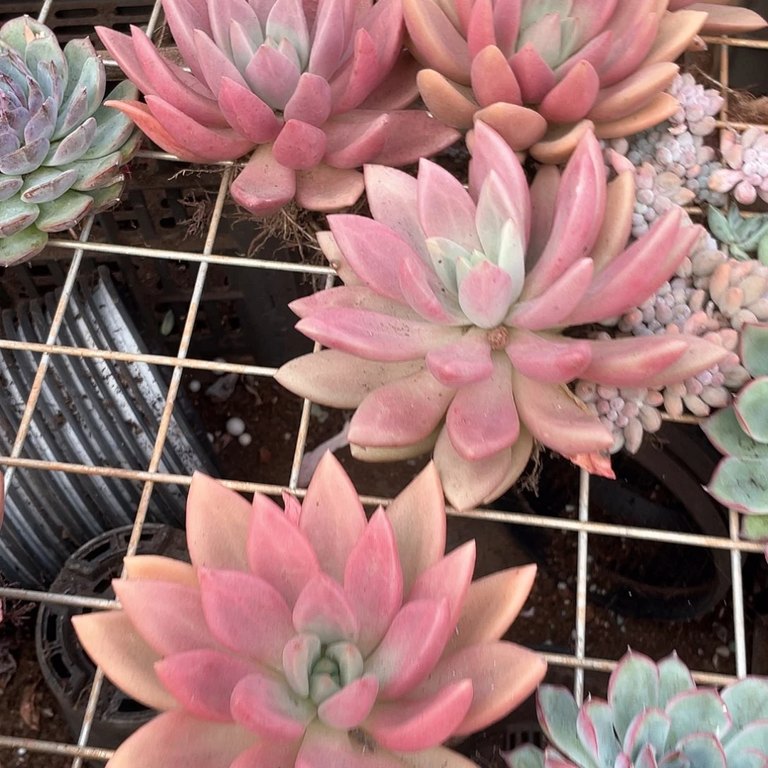 桃花源单头老桩一颗