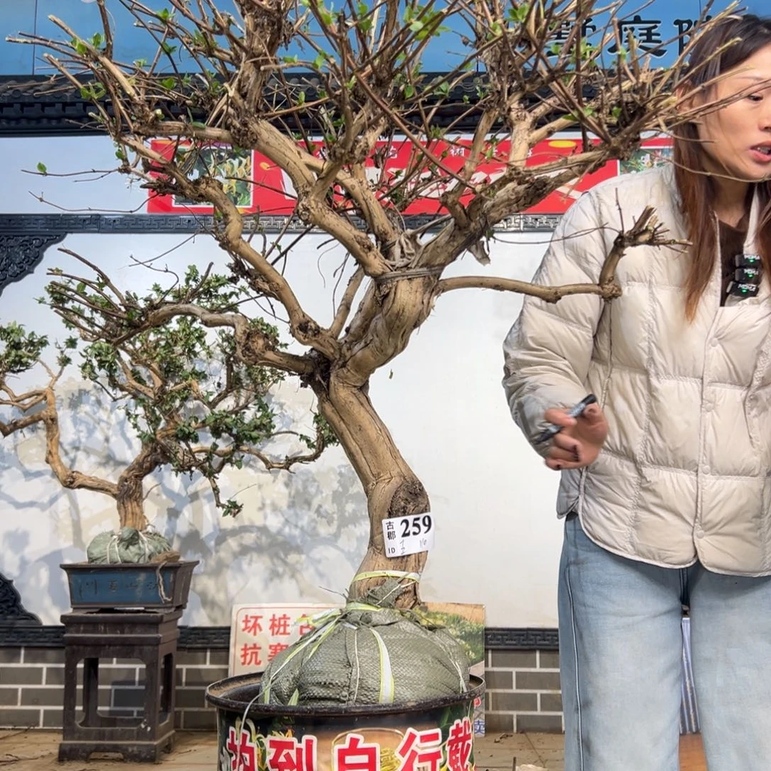 无花朵金银花888988999888888