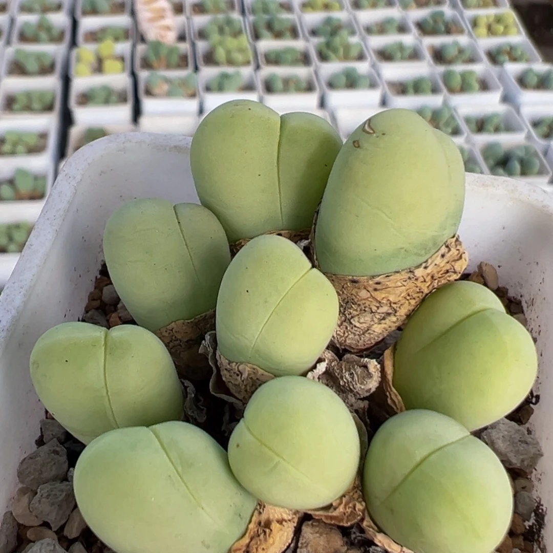 82多肉植物百科银光玉