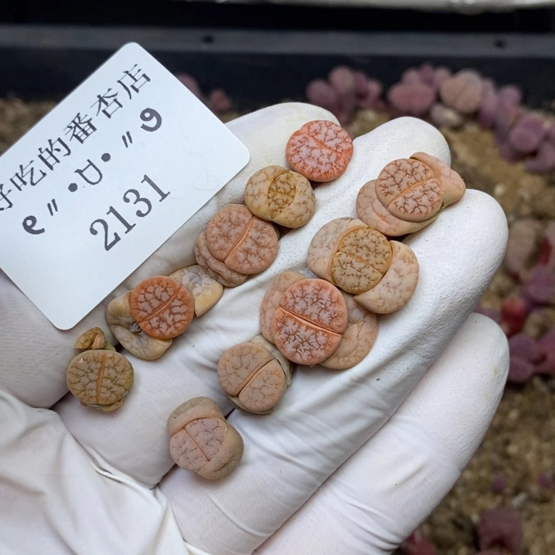 2131。零下拍保温.18包邮.当天凑哦