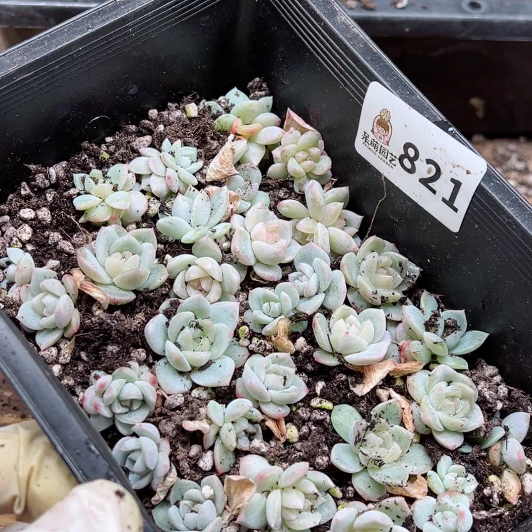刘****多肉植物多肉植物