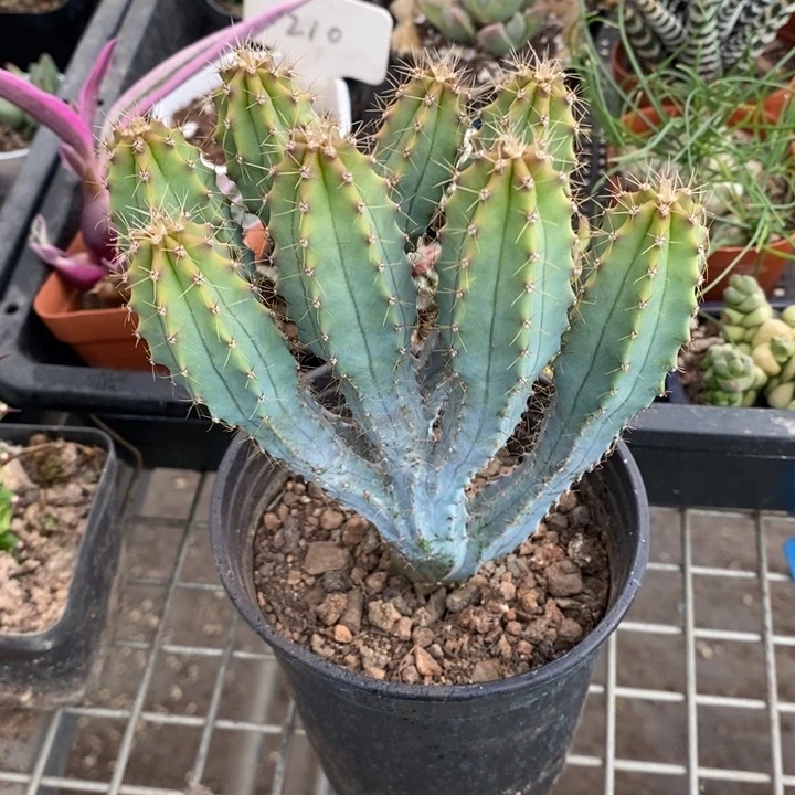 伯克利和格蕾纳等著名音乐家