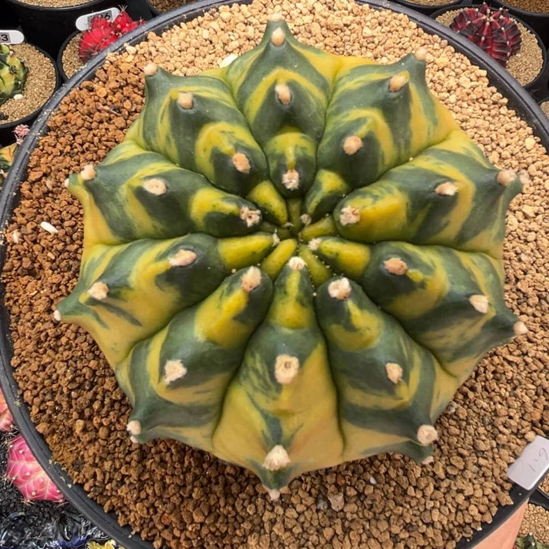 用****5专拍的 米哈仙人球