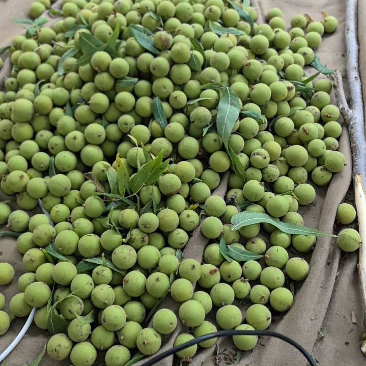 桃核手串南瓜青皮50颗送50