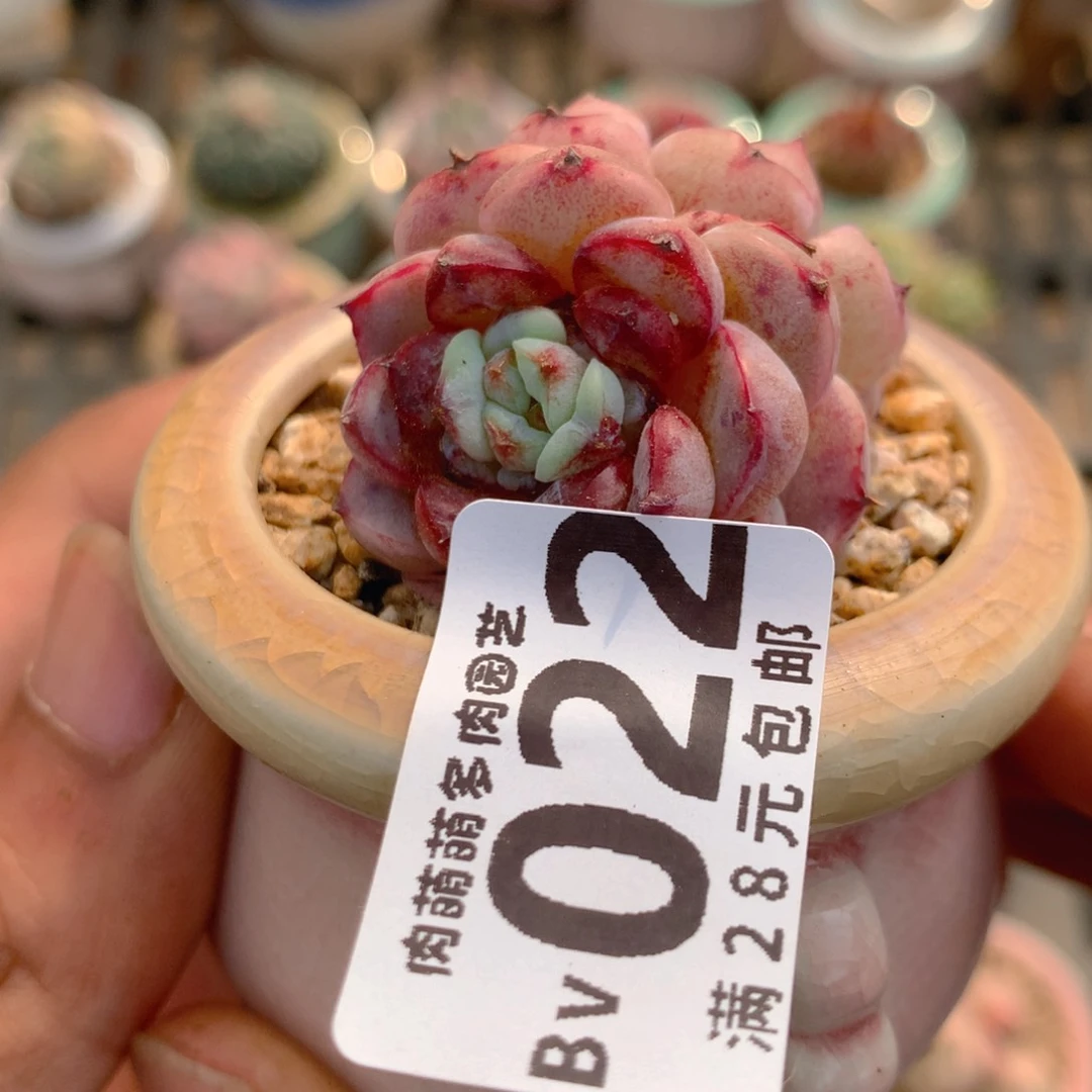 P肉萌萌5cm拇指盆精控多肉BV022