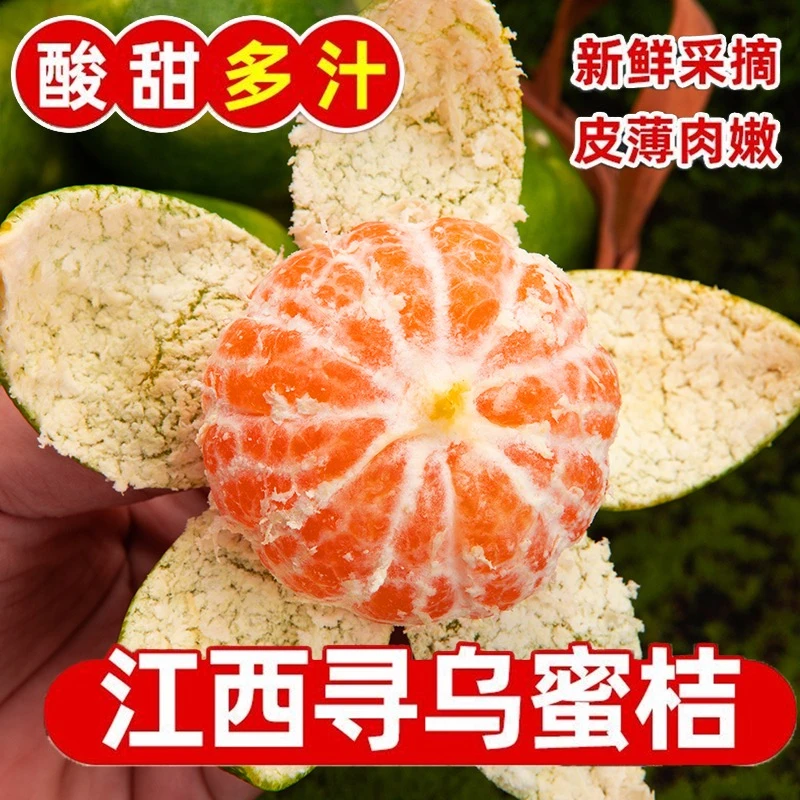 江西赣南寻乌蜜橘现摘无籽青皮酸甜可口孕妇水果
