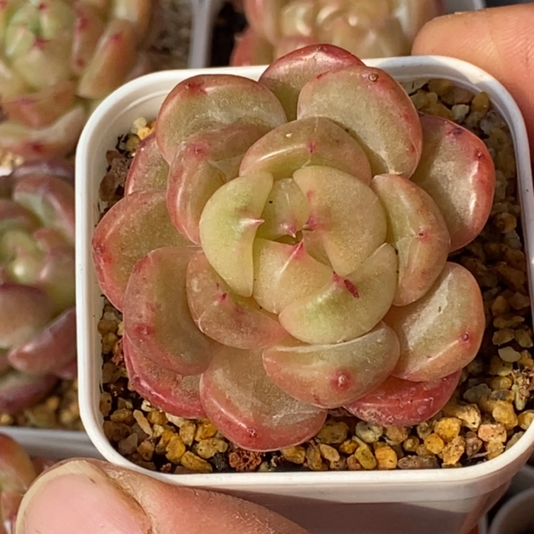 天官赐福百无禁忌