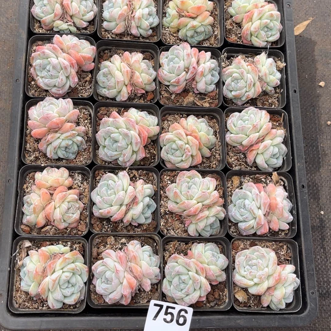 756号新疆西藏内蒙古不包邮