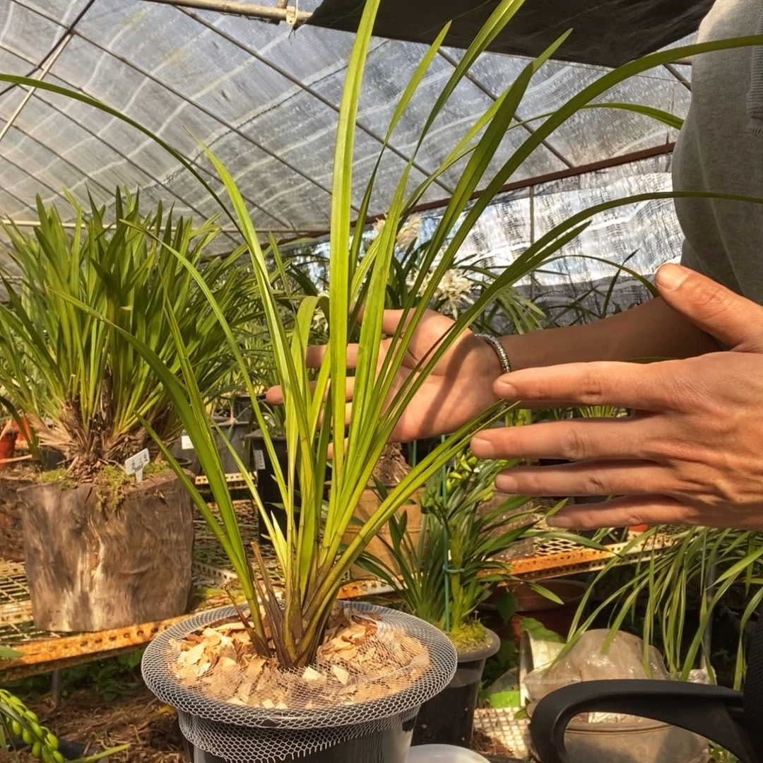 一***秋完全开放3独占春彩瓣