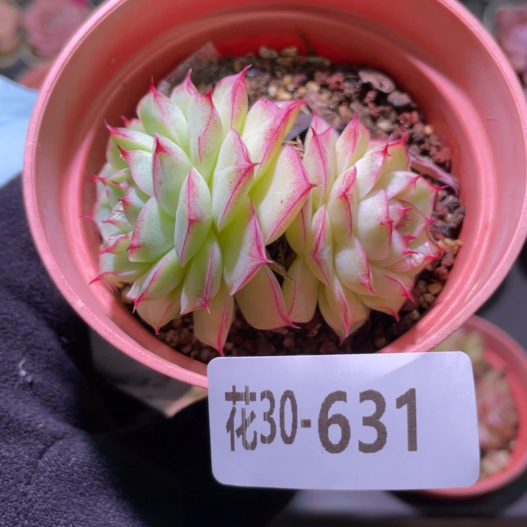 花利美30-631女王玫瑰