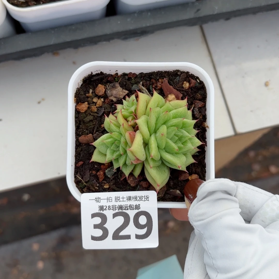 林肯玛利亚无盆土发货