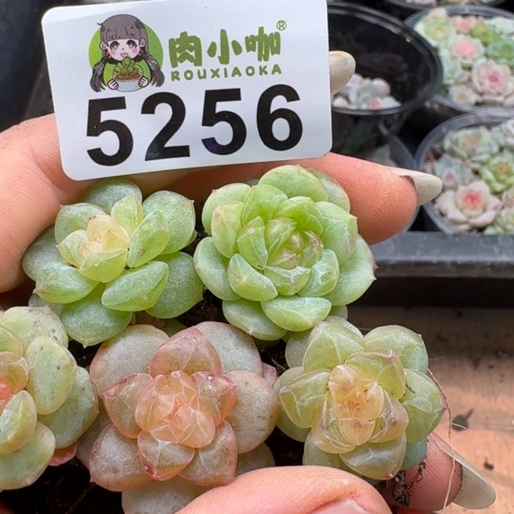 多肉植物多肉植物