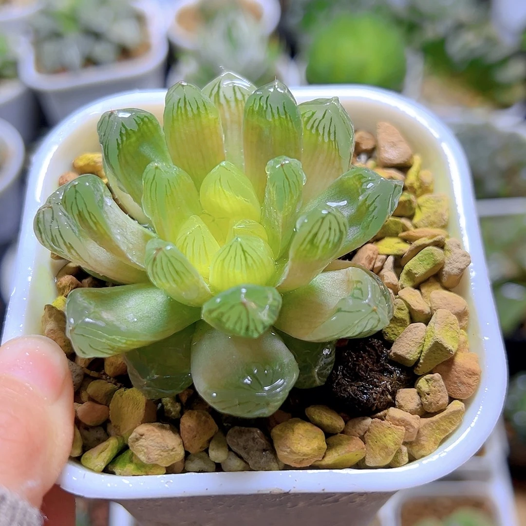 琥珀玉露万象盆玉露