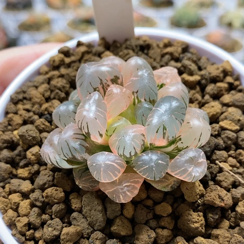 【闪购商品】33ob冰灯
