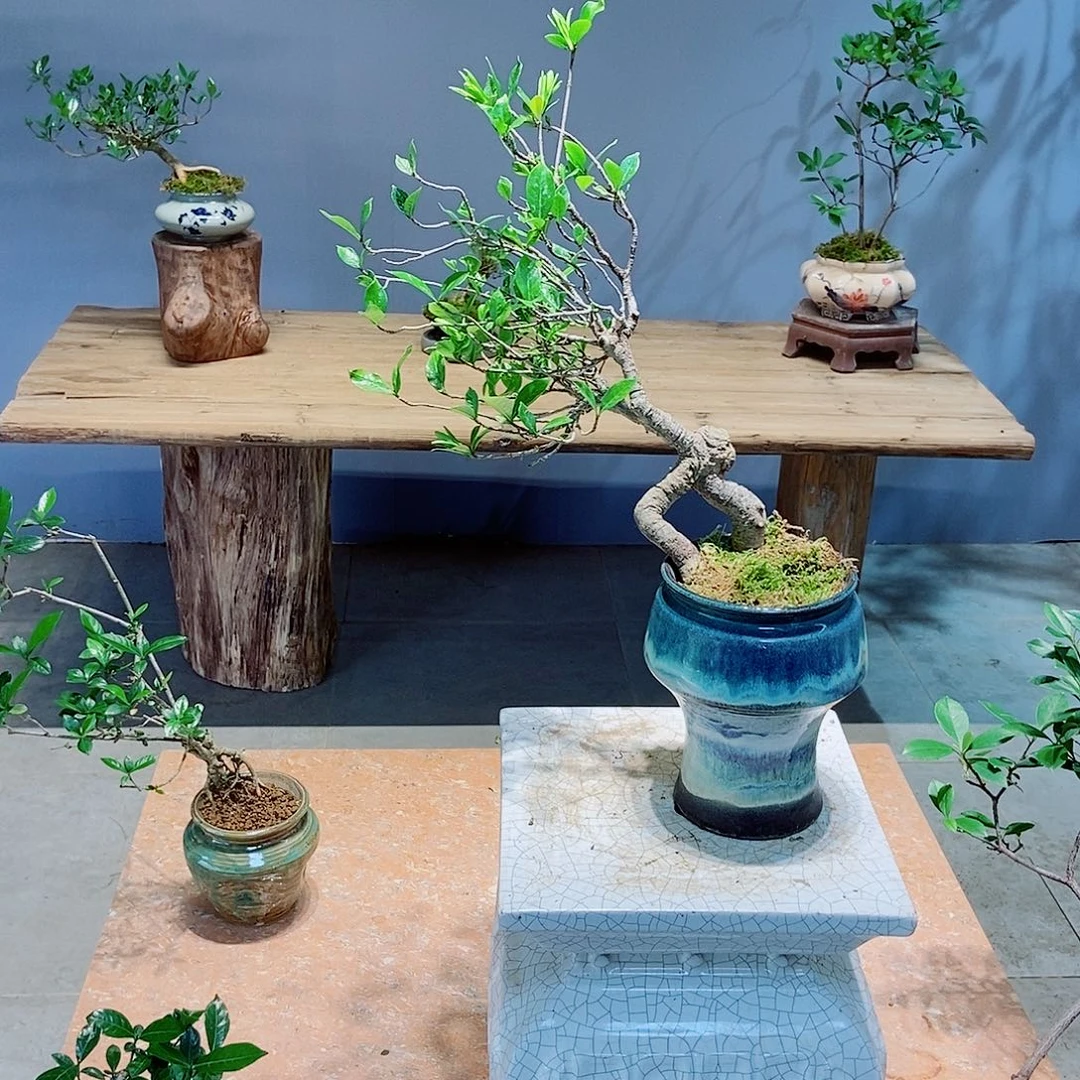 无花朵西*感谢您的支持和配合